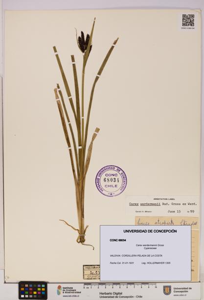 Carex werdermannii [Espécimen: UDEC:CONC:0068034]