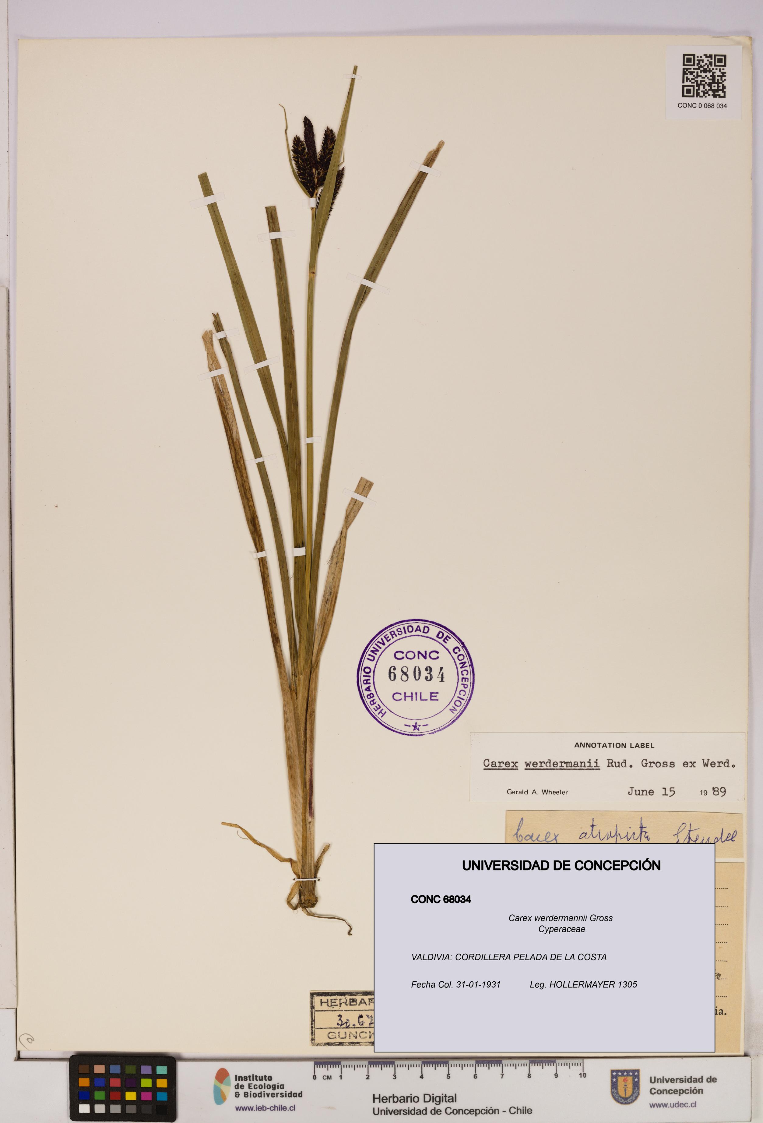 Carex werdermannii [Espécimen: UDEC:CONC:0068034]