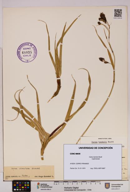 Carex banksii [Espécimen: UDEC:CONC:0068035]