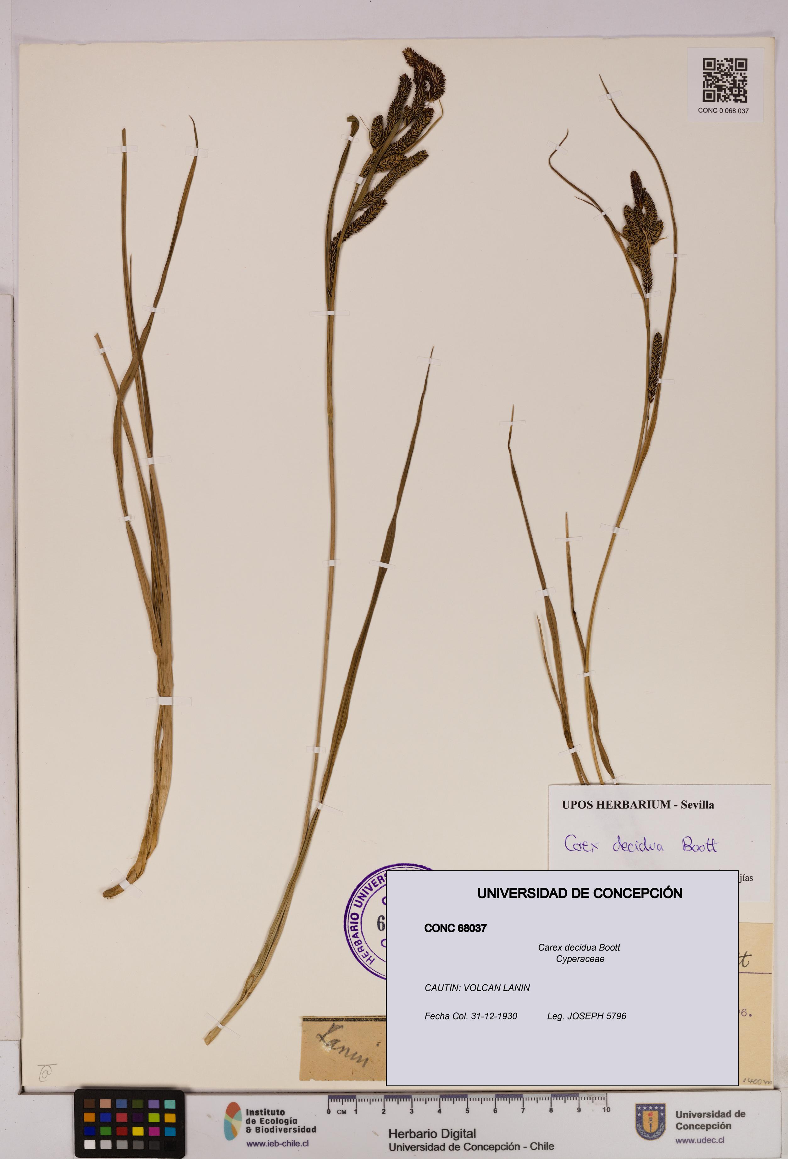 Carex decidua [Espécimen: UDEC:CONC:0068037]