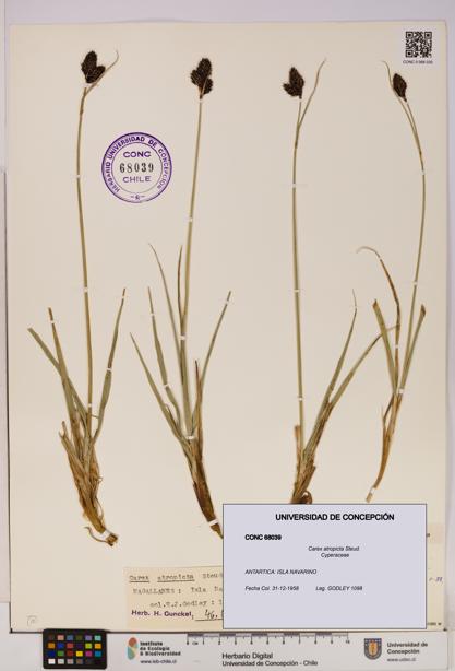 Carex atropicta [Espécimen: UDEC:CONC:0068039]