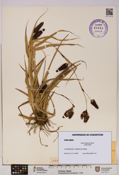 Carex atropicta [Espécimen: UDEC:CONC:0068040]