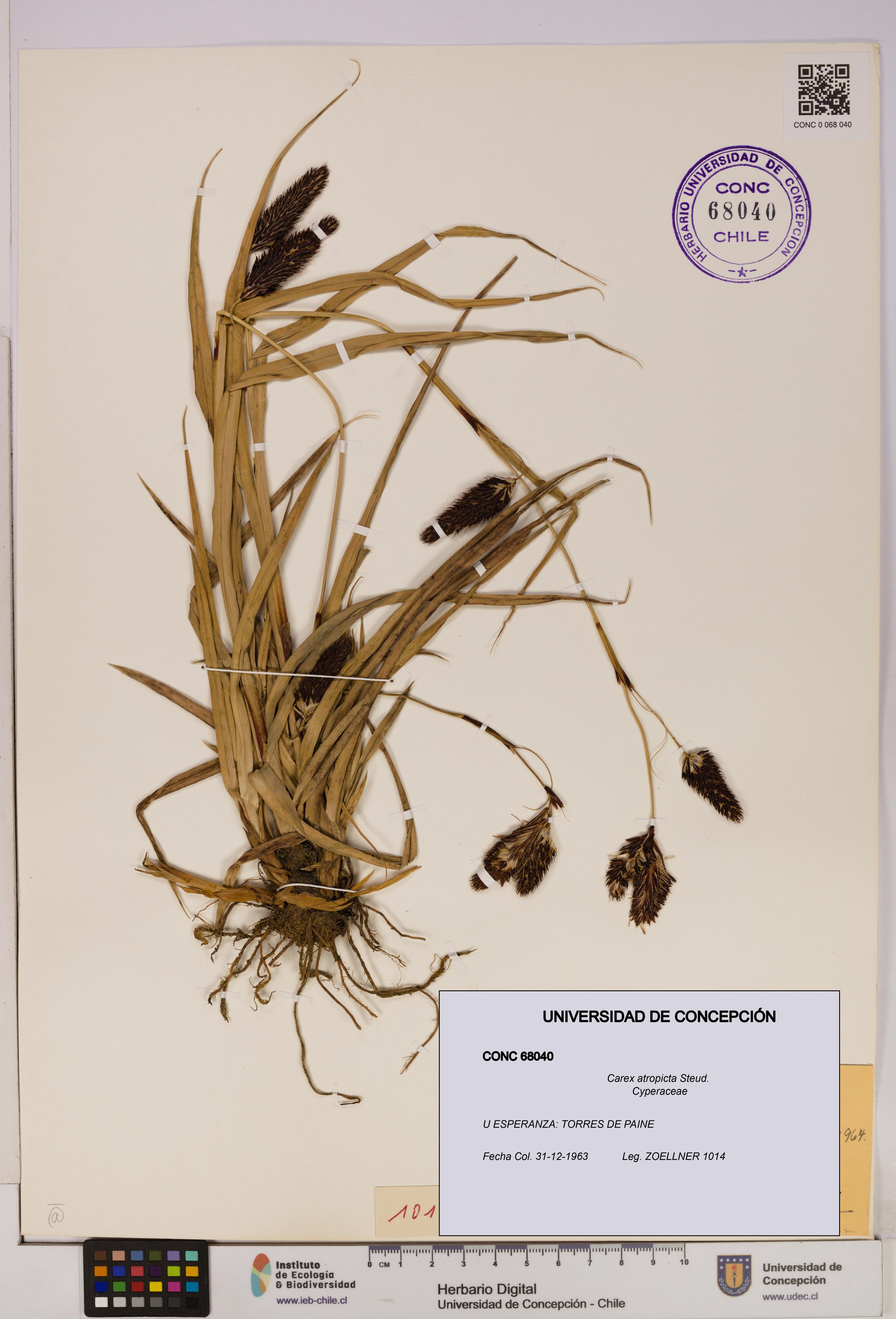 Carex atropicta [Espécimen: UDEC:CONC:0068040]