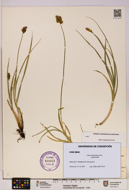 Carex macloviana [Espécimen: UDEC:CONC:0068043]