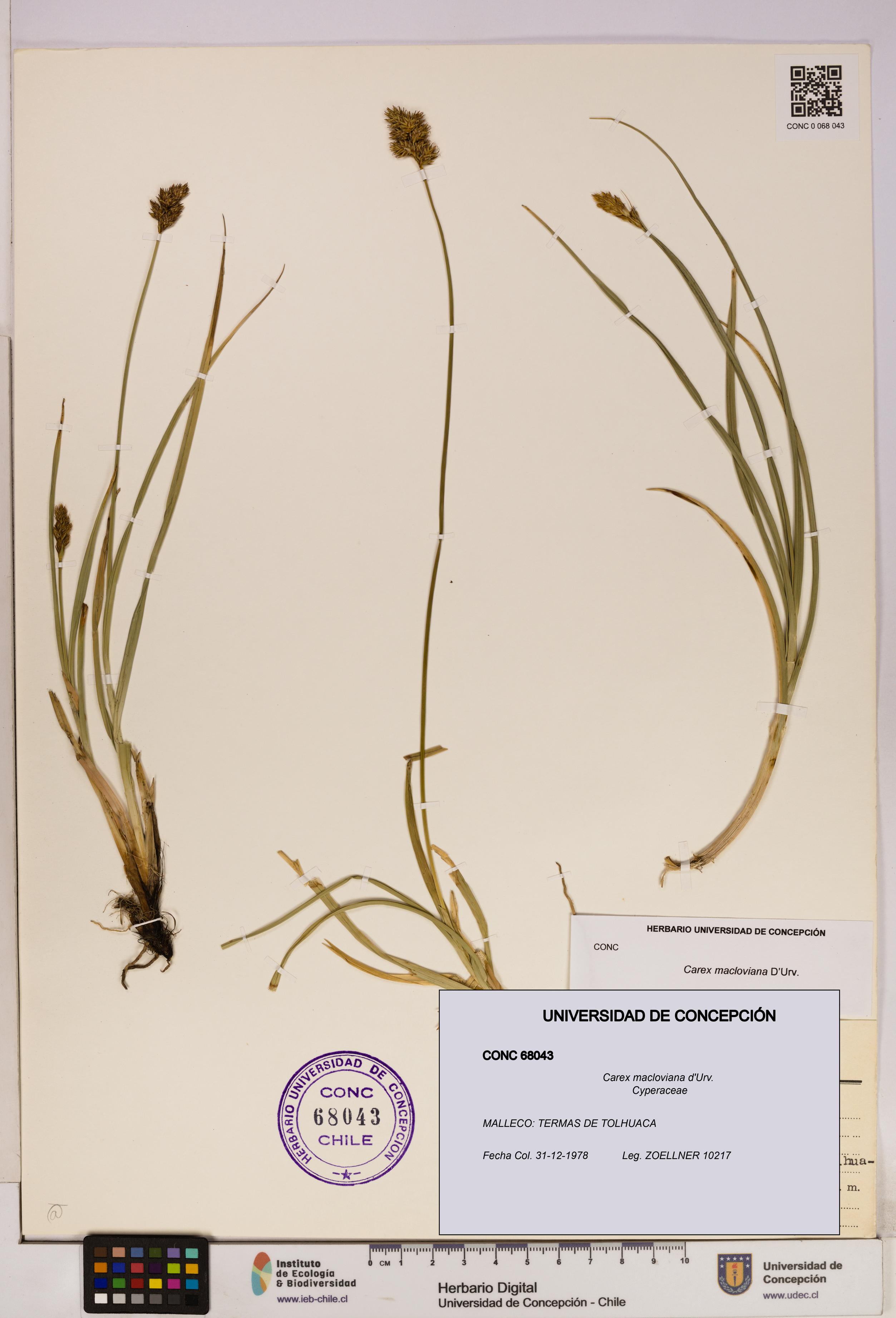 Carex macloviana [Espécimen: UDEC:CONC:0068043]