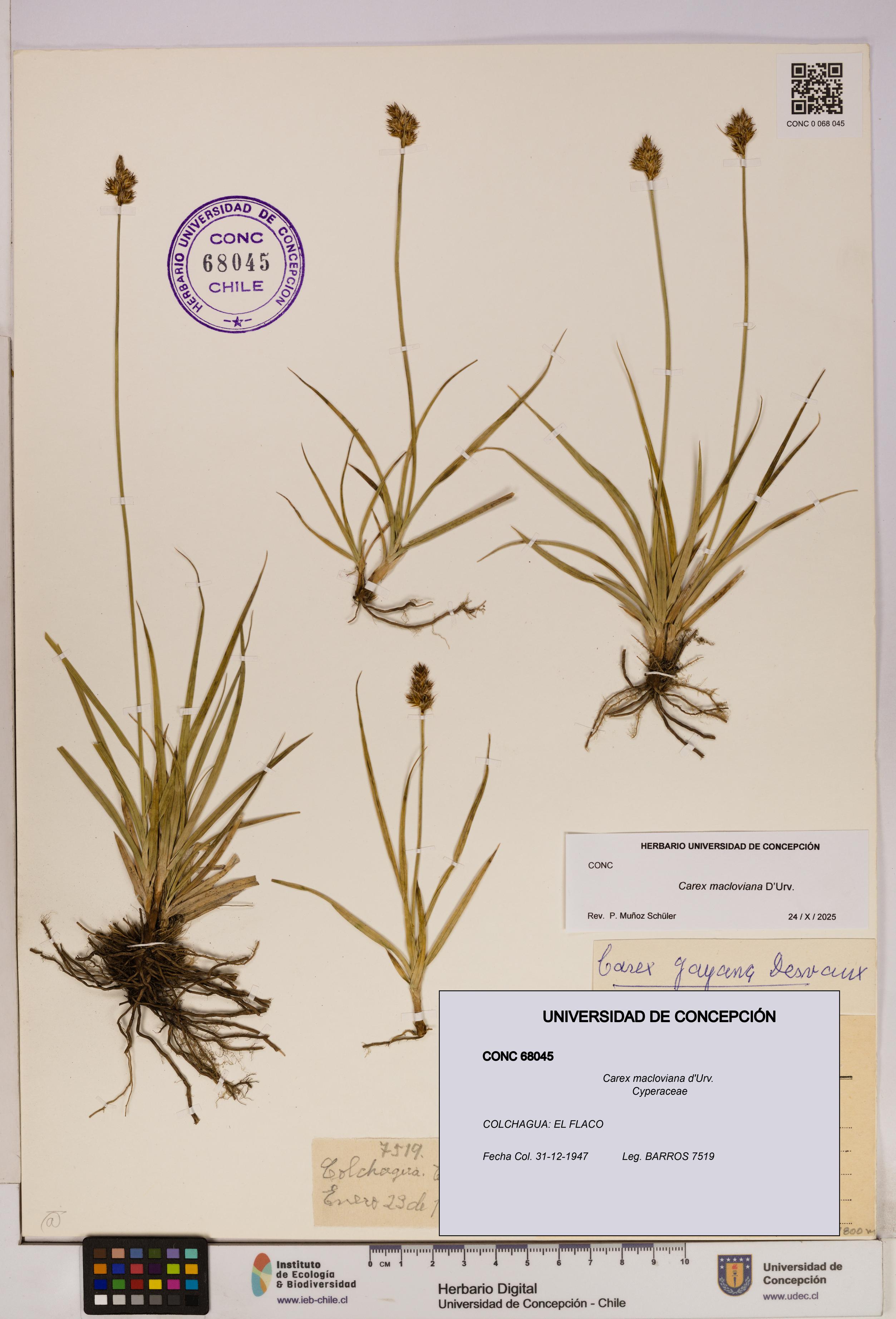 Carex macloviana [Espécimen: UDEC:CONC:0068045]