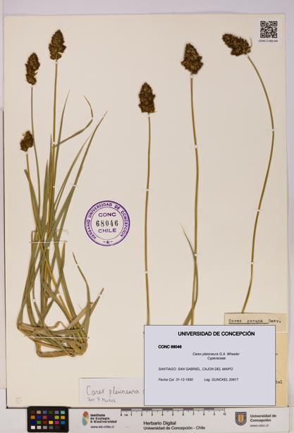Carex pleioneura [Espécimen: UDEC:CONC:0068046]