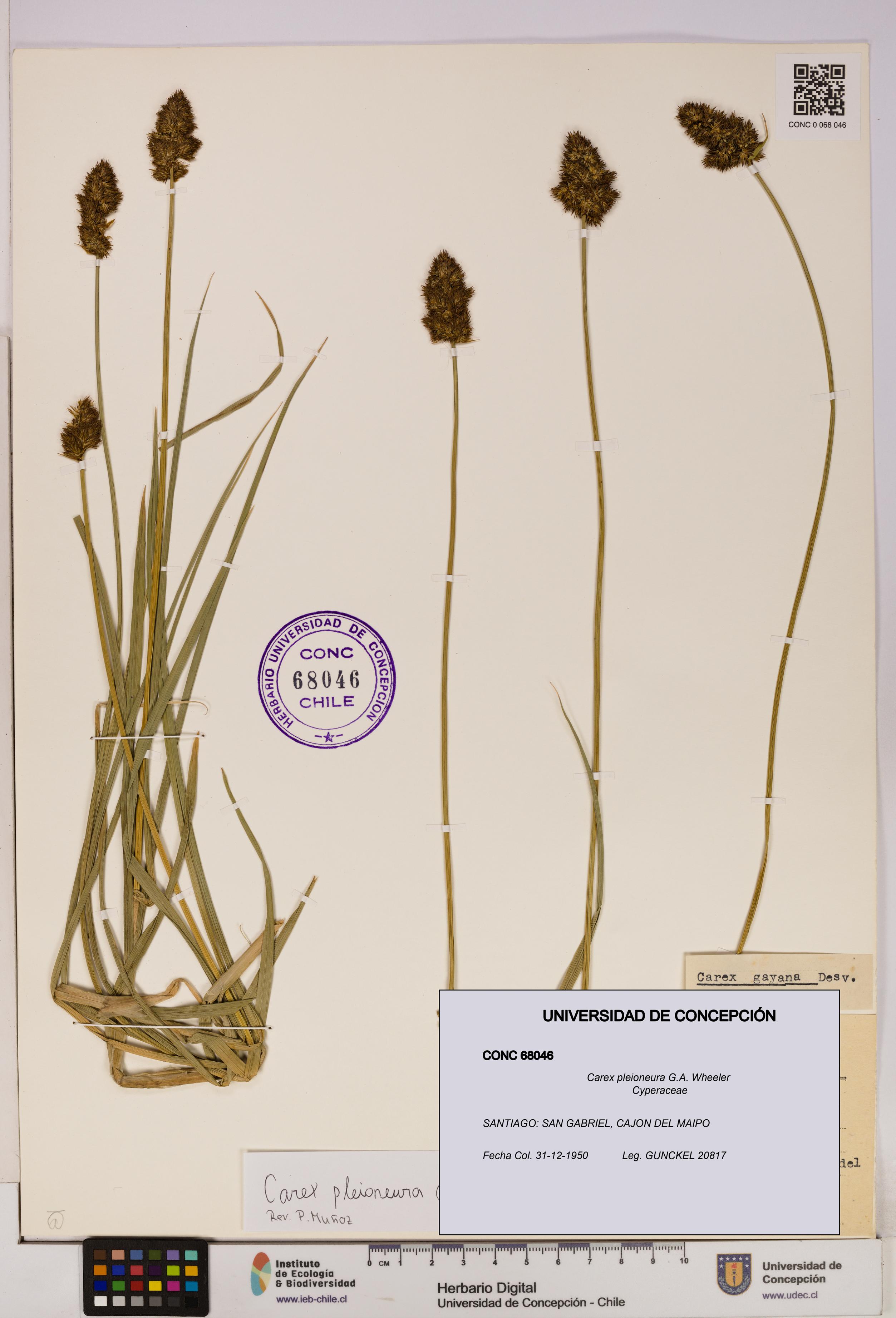 Carex pleioneura [Espécimen: UDEC:CONC:0068046]