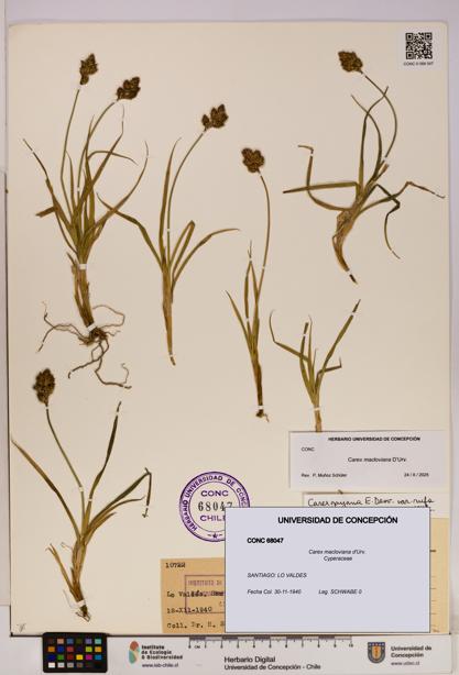 Carex macloviana [Espécimen: UDEC:CONC:0068047]