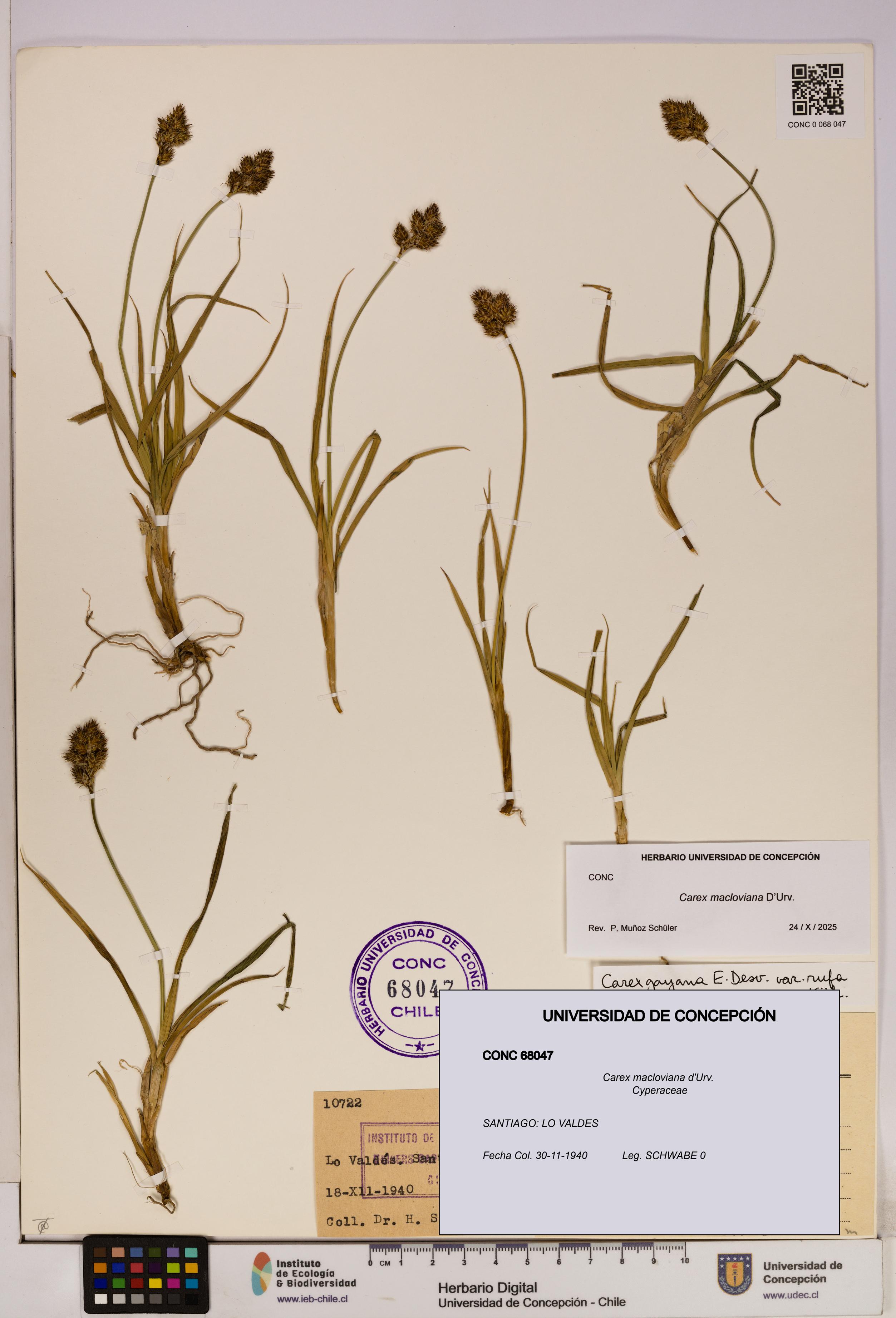 Carex macloviana [Espécimen: UDEC:CONC:0068047]