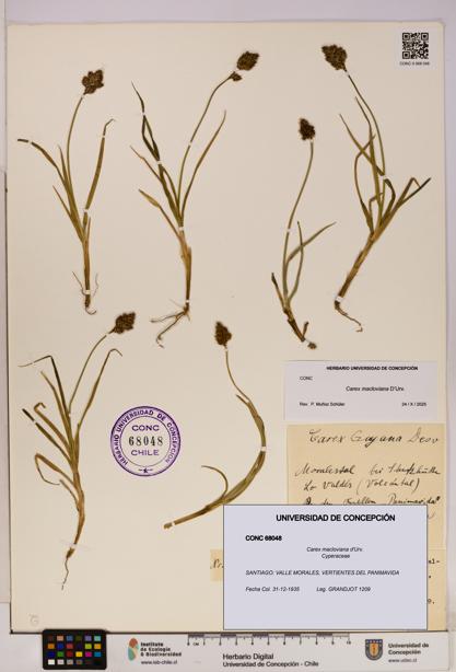 Carex macloviana [Espécimen: UDEC:CONC:0068048]