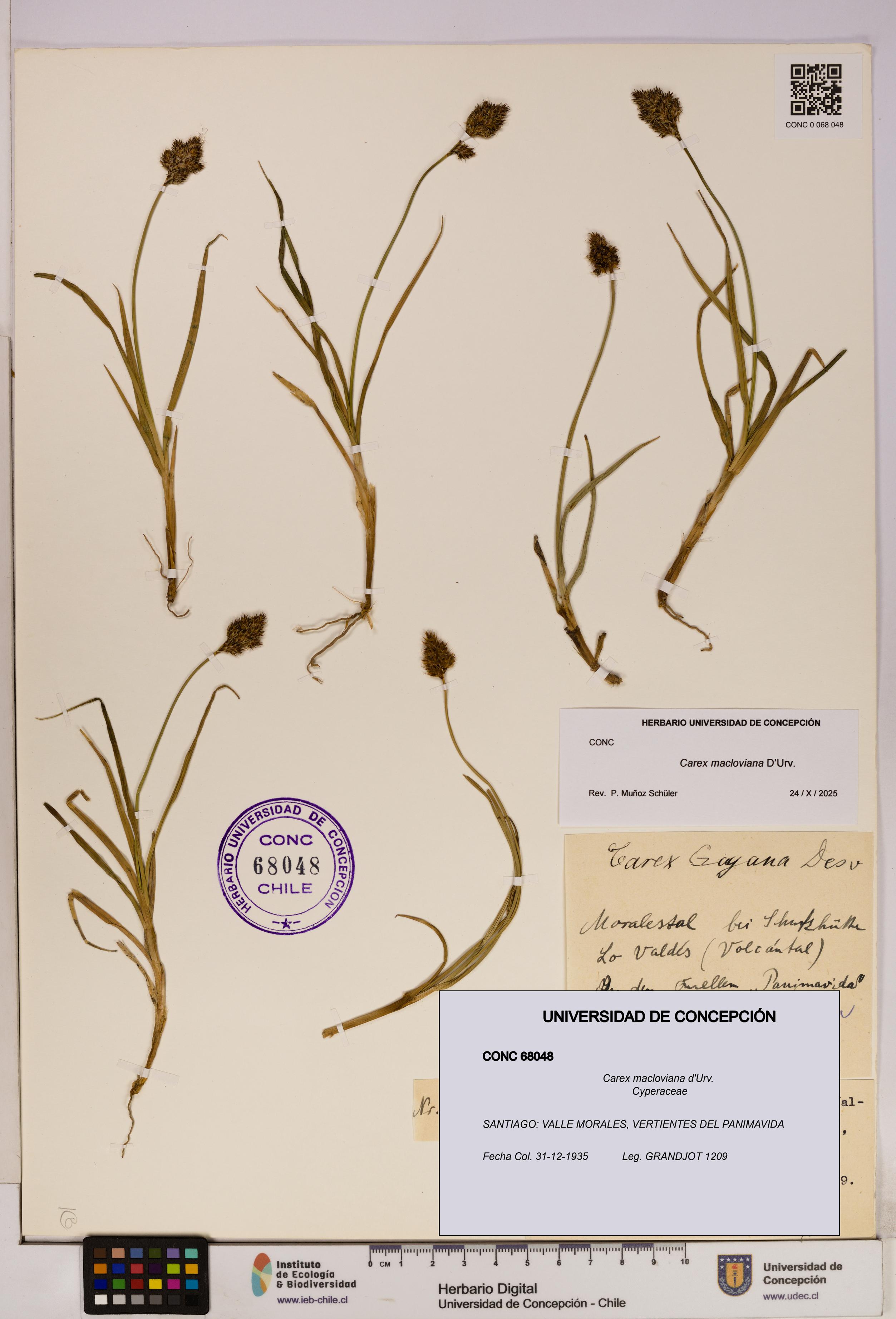 Carex macloviana [Espécimen: UDEC:CONC:0068048]