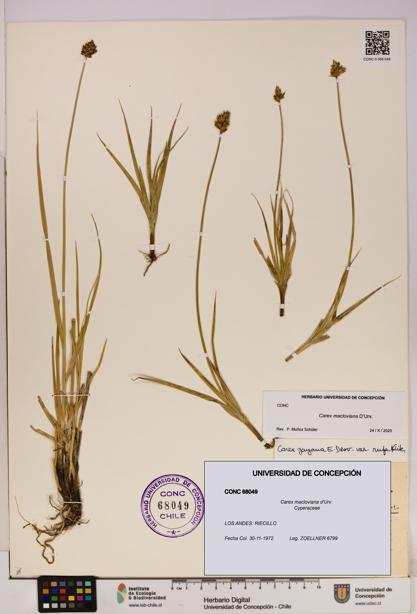 Carex macloviana [Espécimen: UDEC:CONC:0068049]