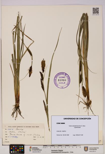 Carex aematorhyncha [Espécimen: UDEC:CONC:0068060]