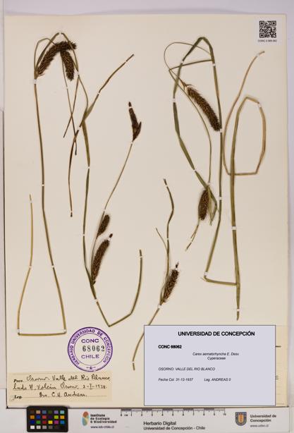 Carex aematorhyncha [Espécimen: UDEC:CONC:0068062]