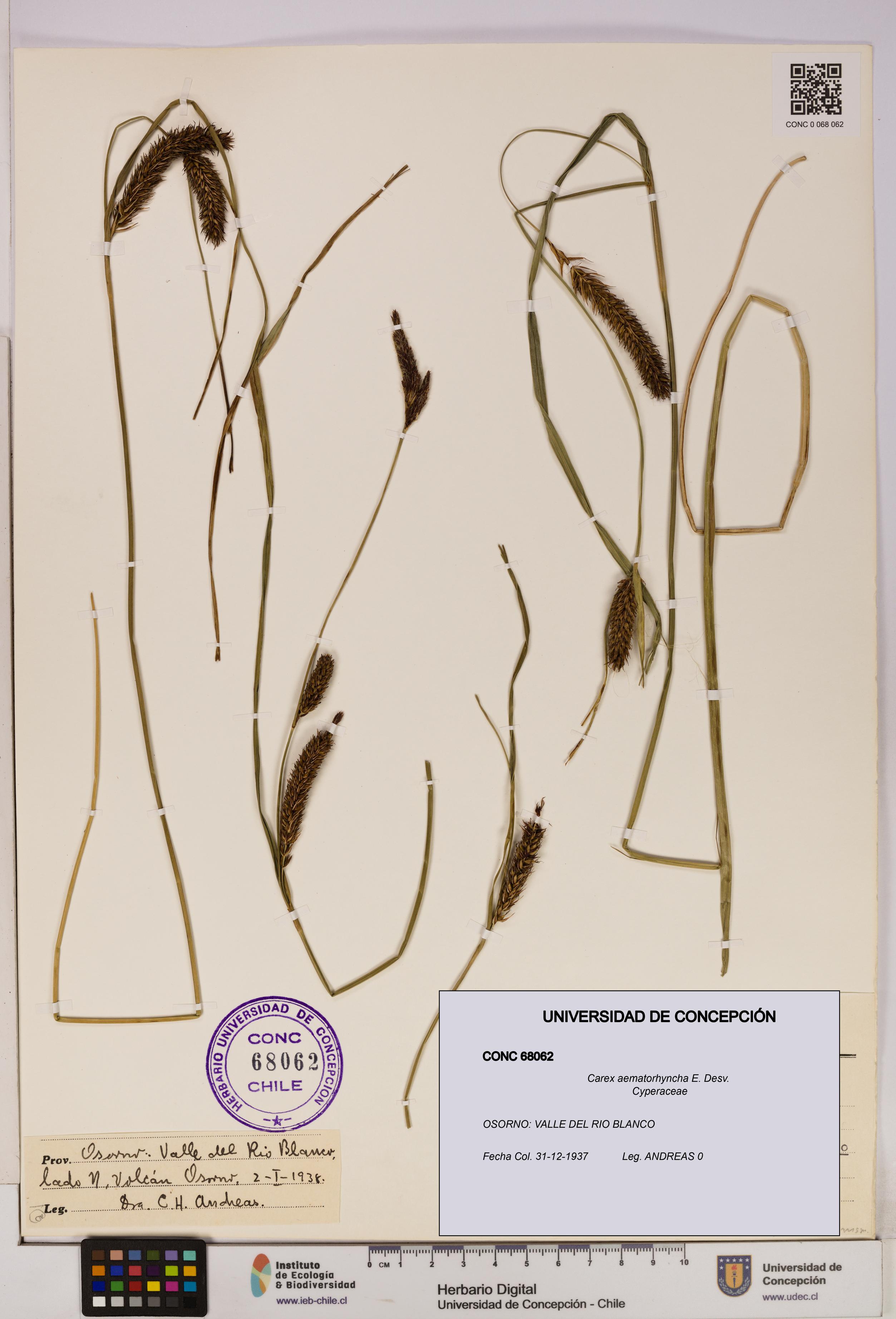 Carex aematorhyncha [Espécimen: UDEC:CONC:0068062]