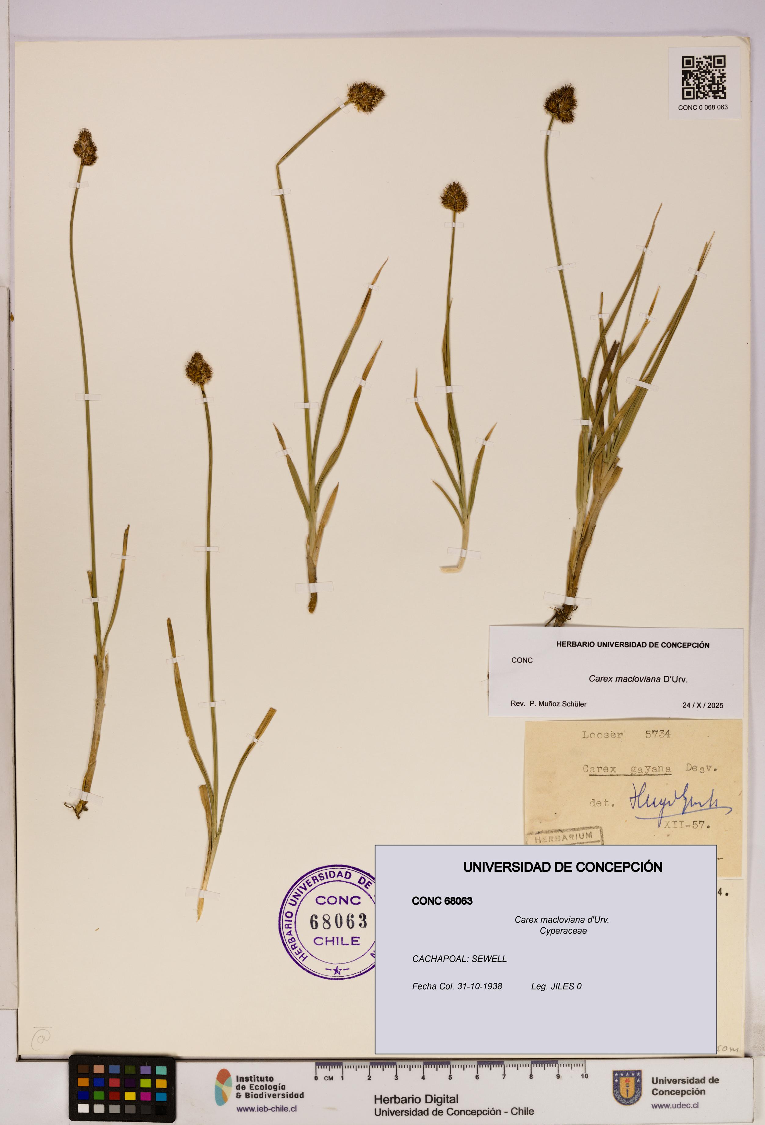 Carex macloviana [Espécimen: UDEC:CONC:0068063]