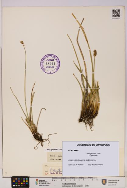 Carex gayana [Espécimen: UDEC:CONC:0068064]