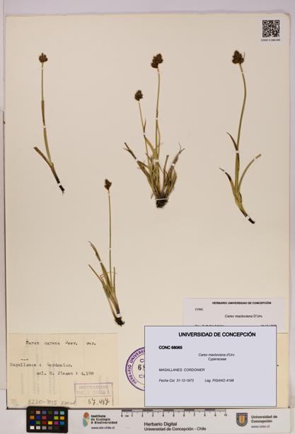 Carex macloviana [Espécimen: UDEC:CONC:0068065]
