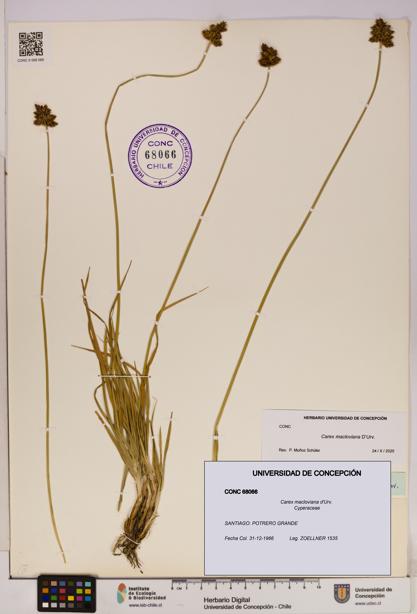 Carex macloviana [Espécimen: UDEC:CONC:0068066]