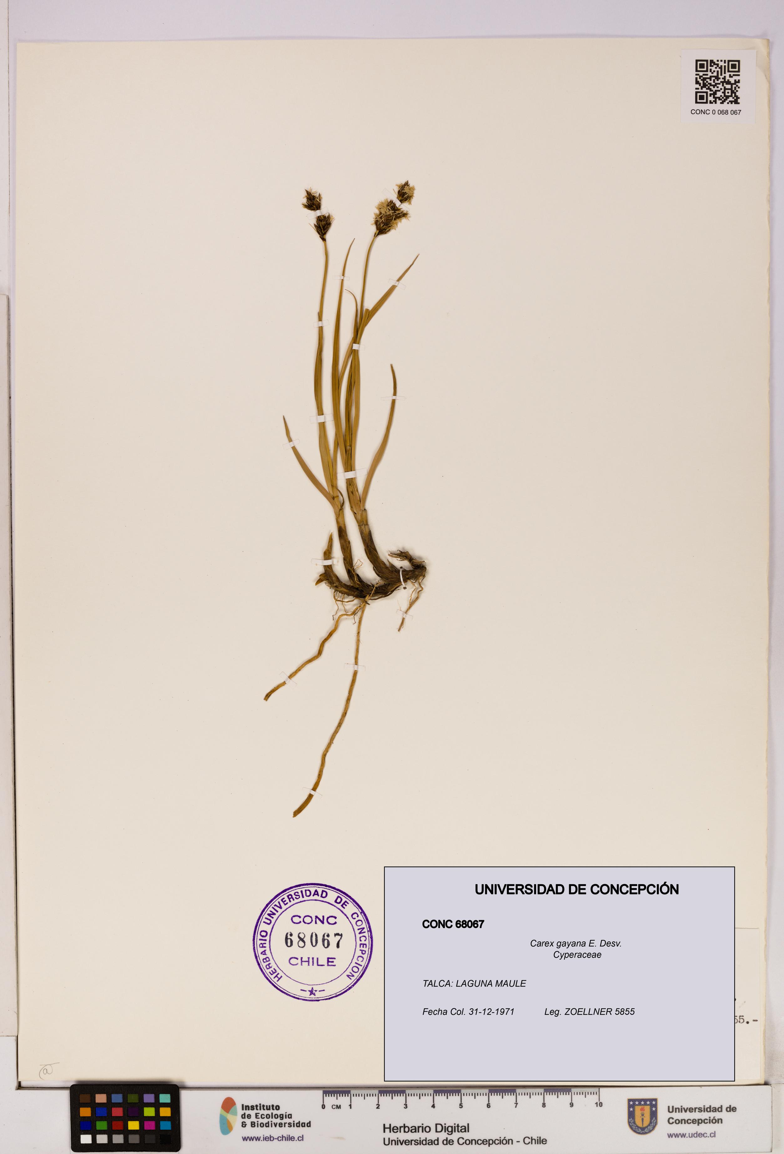 Carex gayana [Espécimen: UDEC:CONC:0068067]