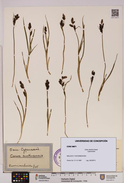 Carex decidua [Espécimen: UDEC:CONC:0068071]