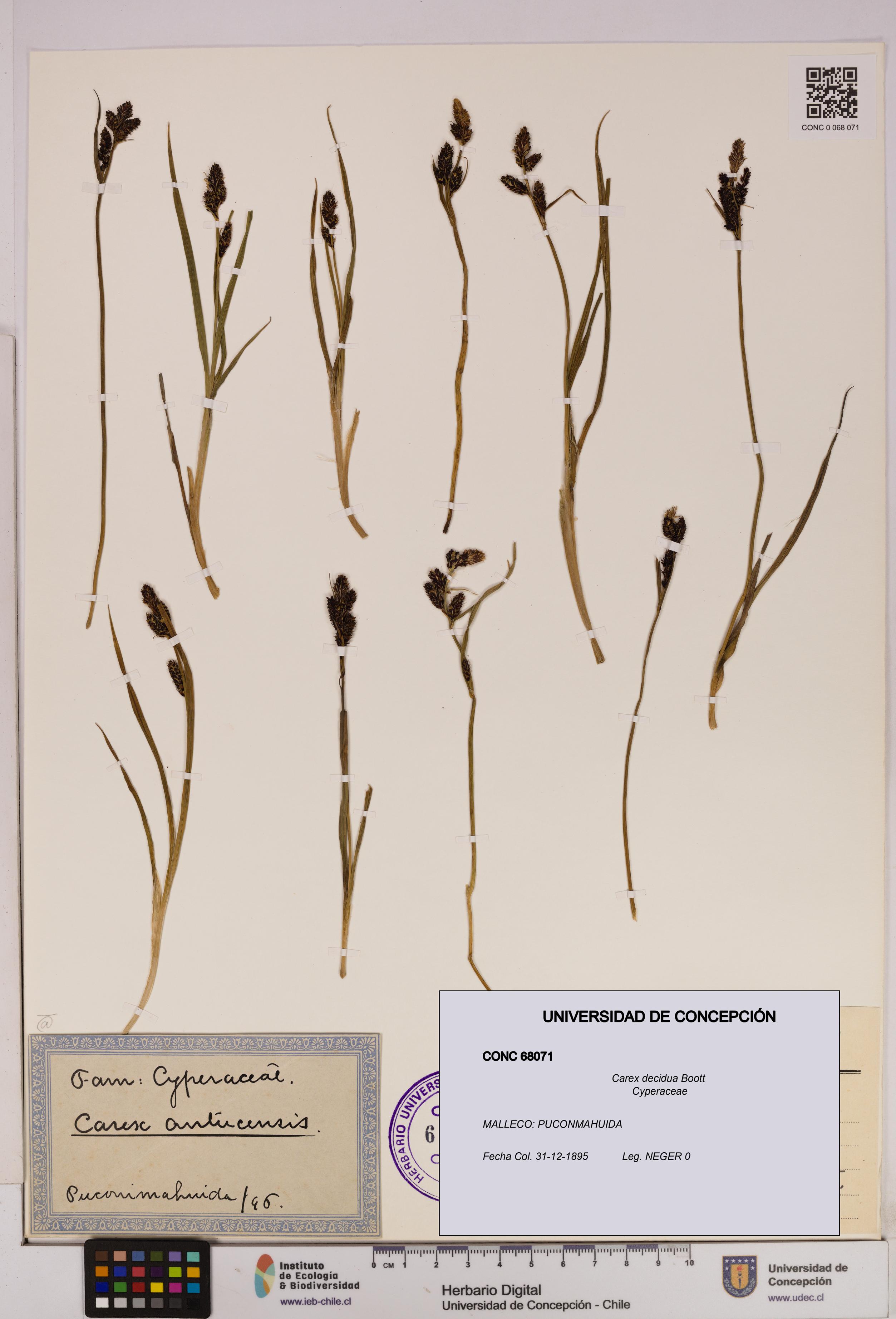 Carex decidua [Espécimen: UDEC:CONC:0068071]