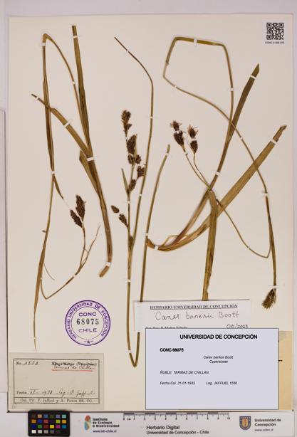 Carex banksii [Espécimen: UDEC:CONC:0068075]