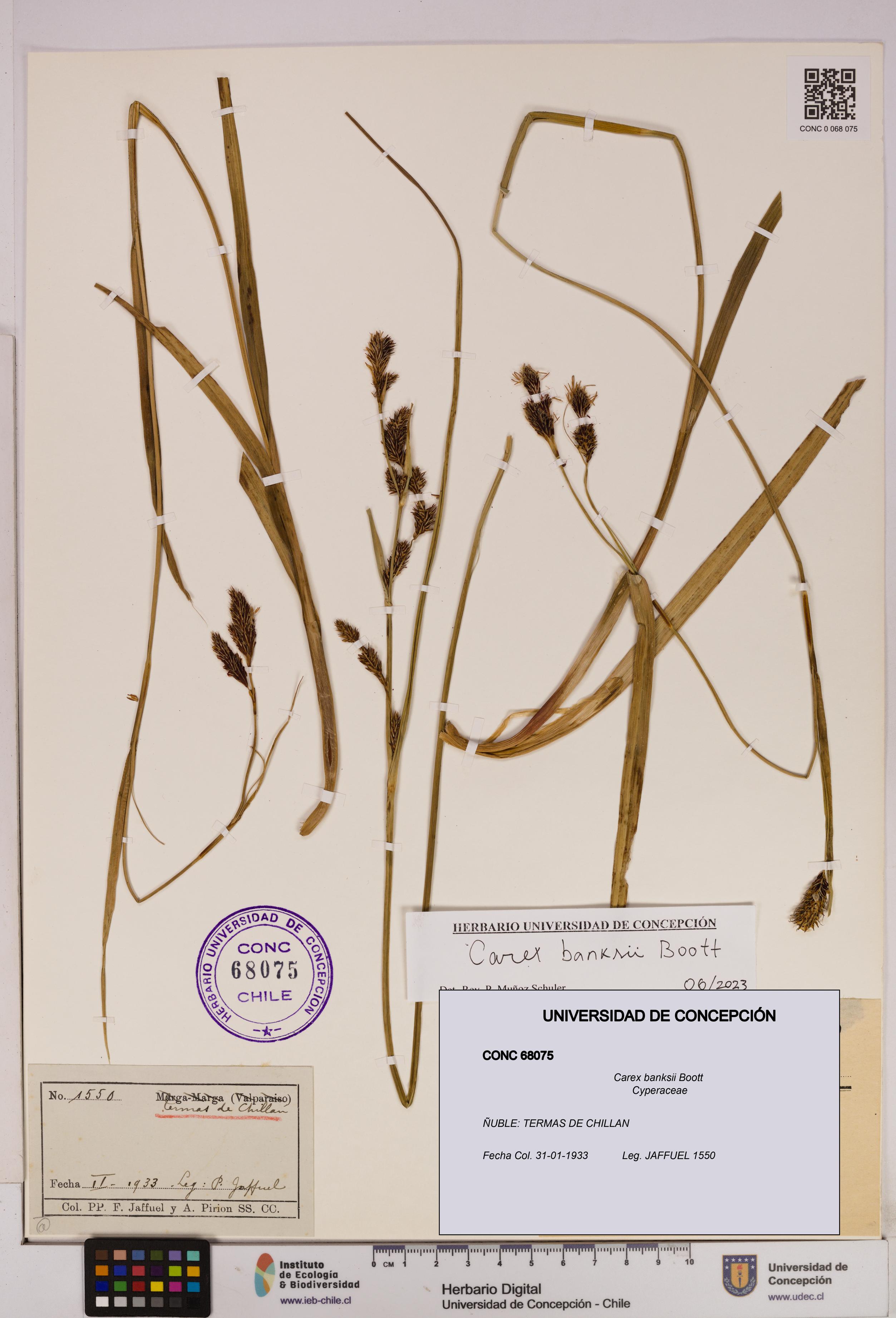 Carex banksii [Espécimen: UDEC:CONC:0068075]
