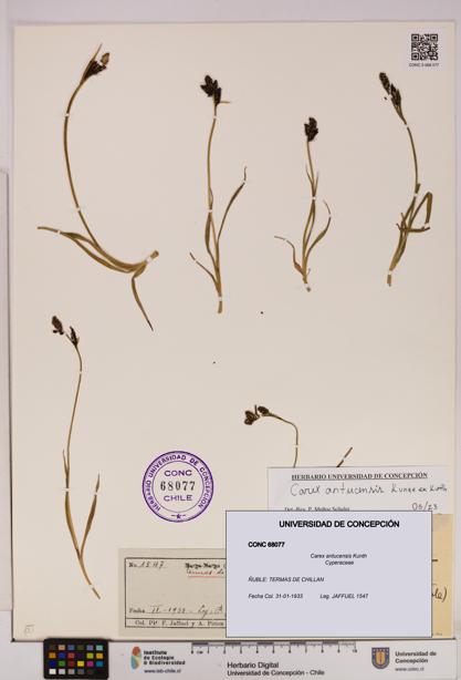 Carex antucensis [Espécimen: UDEC:CONC:0068077]