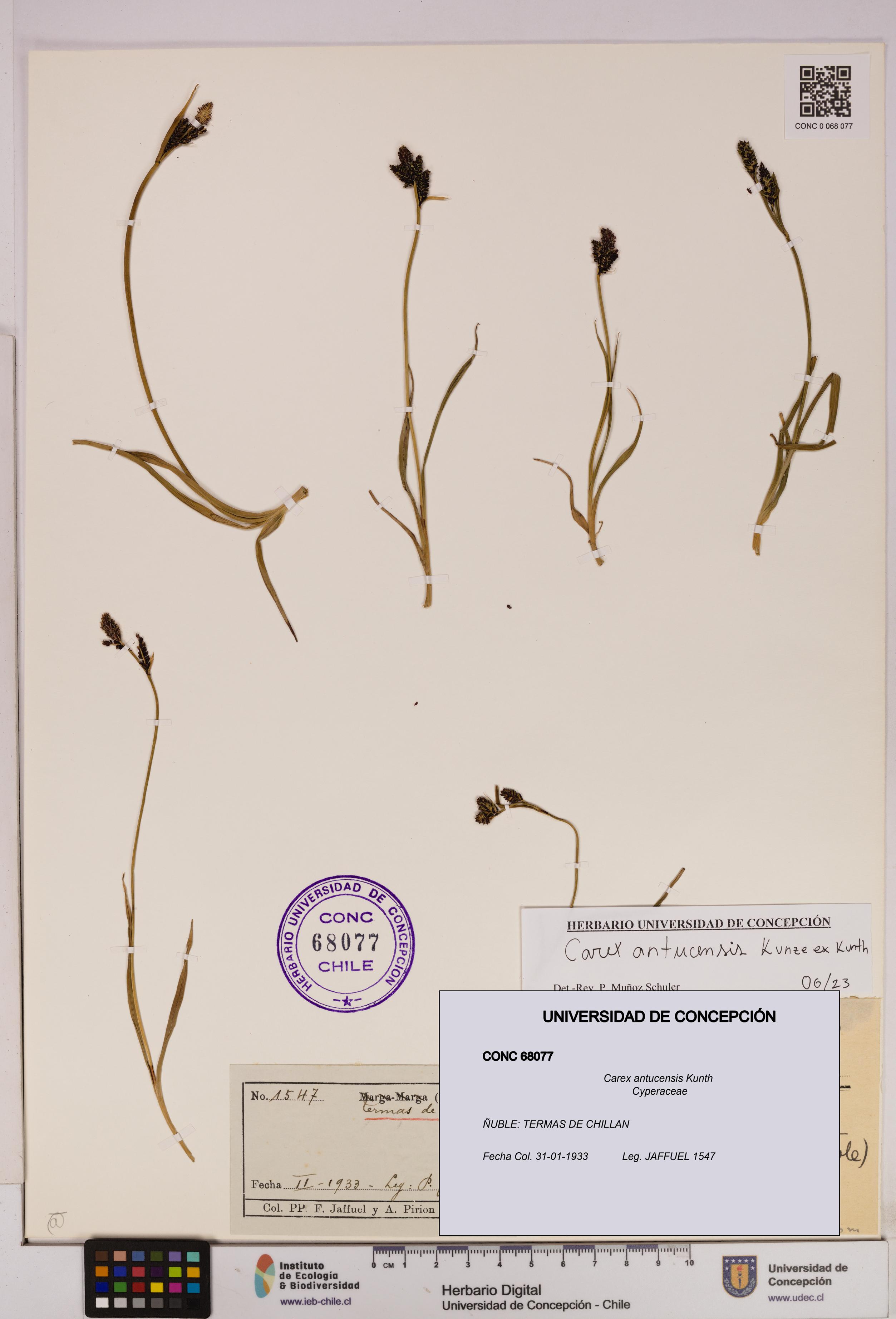 Carex antucensis [Espécimen: UDEC:CONC:0068077]