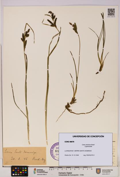 Carex decidua [Espécimen: UDEC:CONC:0068078]