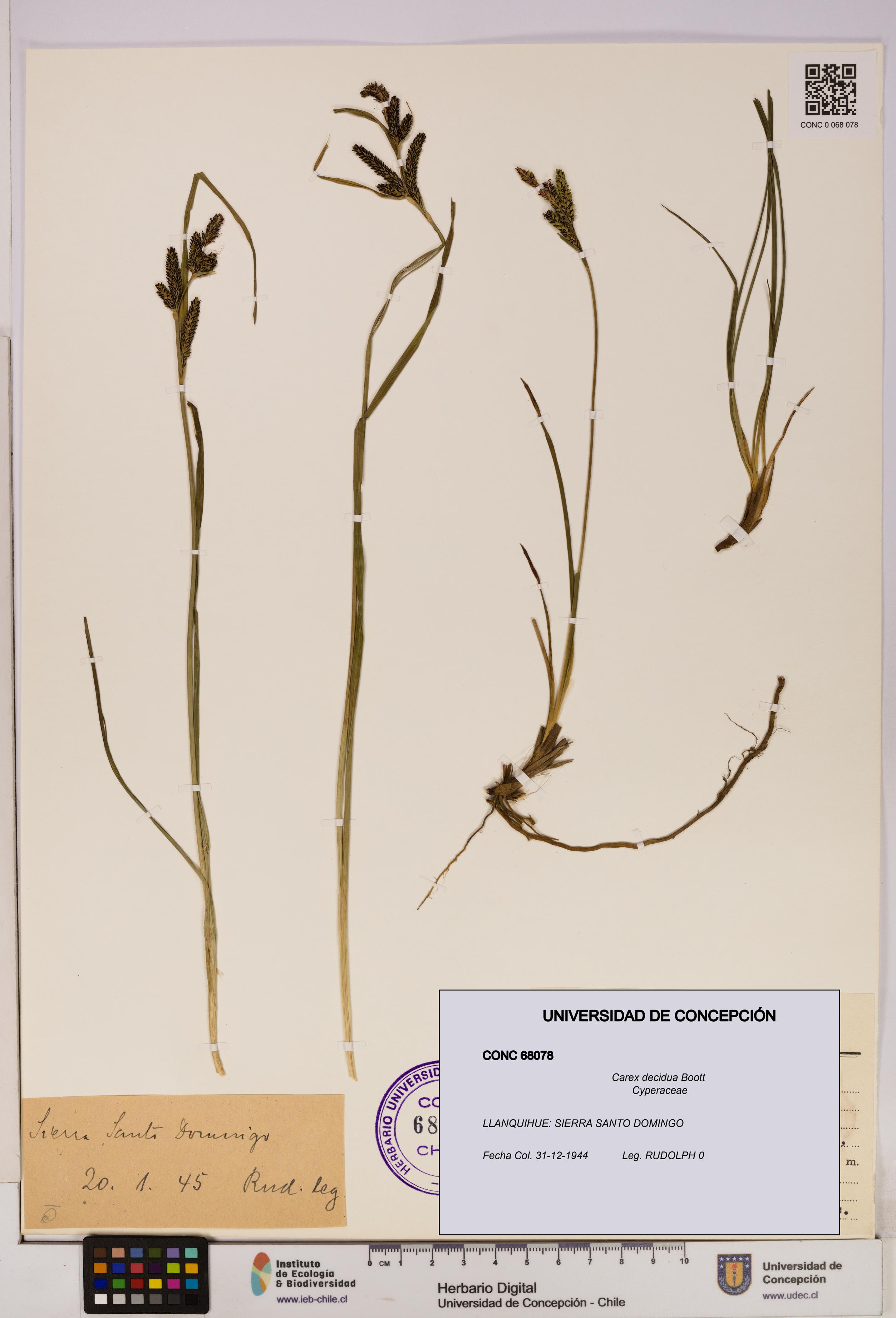 Carex decidua [Espécimen: UDEC:CONC:0068078]