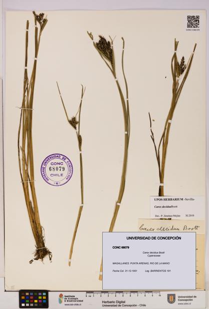 Carex decidua [Espécimen: UDEC:CONC:0068079]