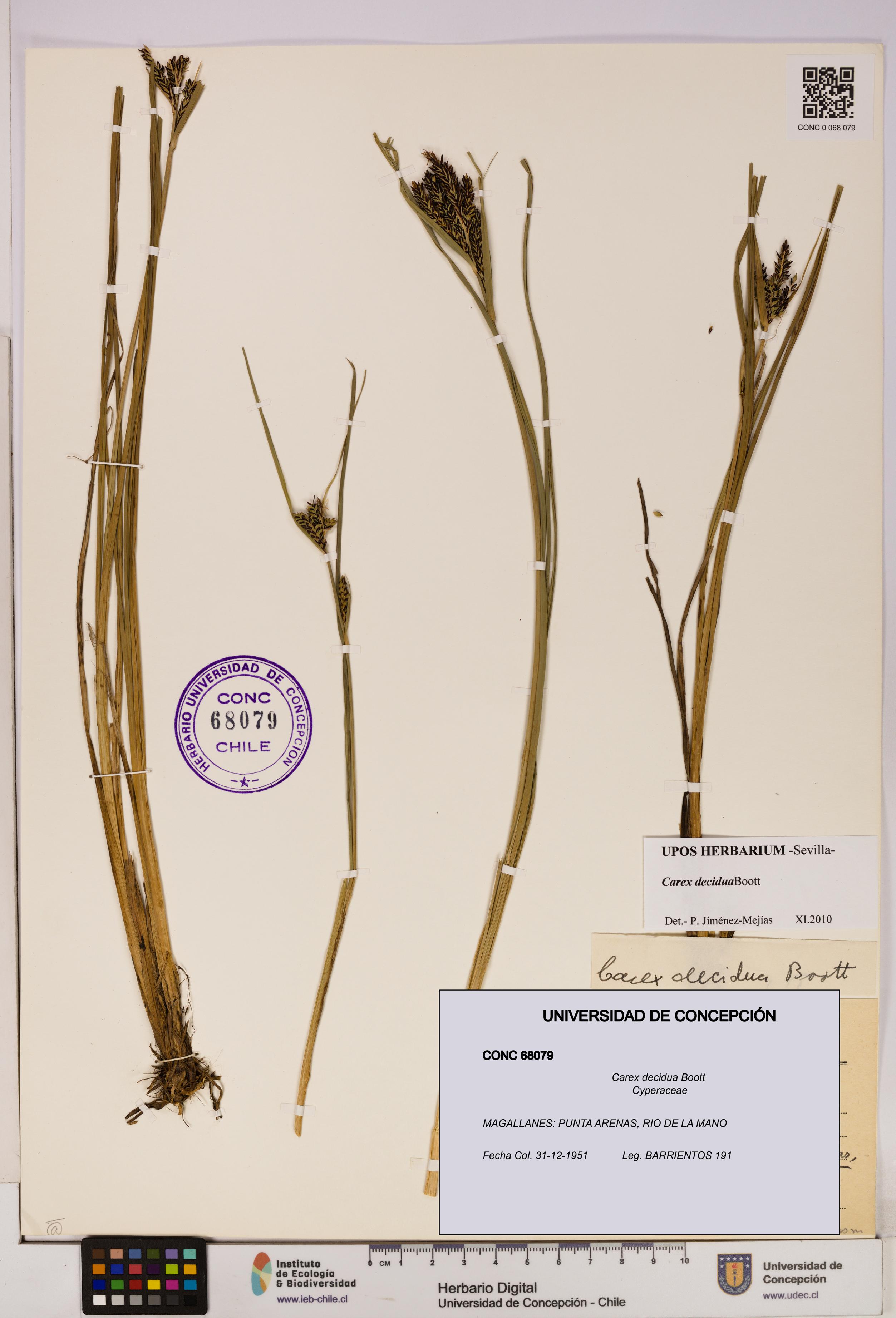 Carex decidua [Espécimen: UDEC:CONC:0068079]