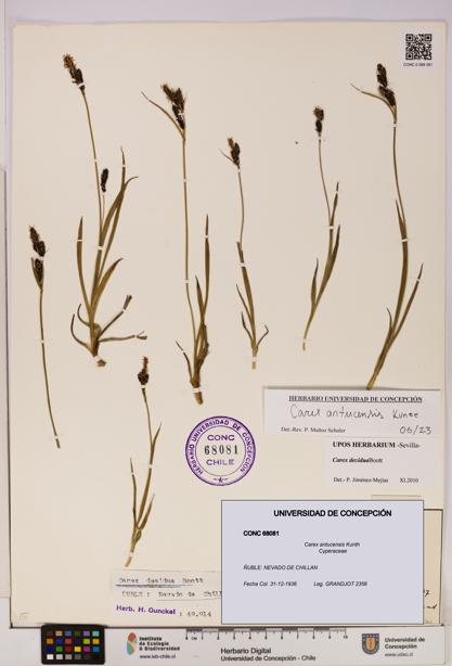 Carex antucensis [Espécimen: UDEC:CONC:0068081]