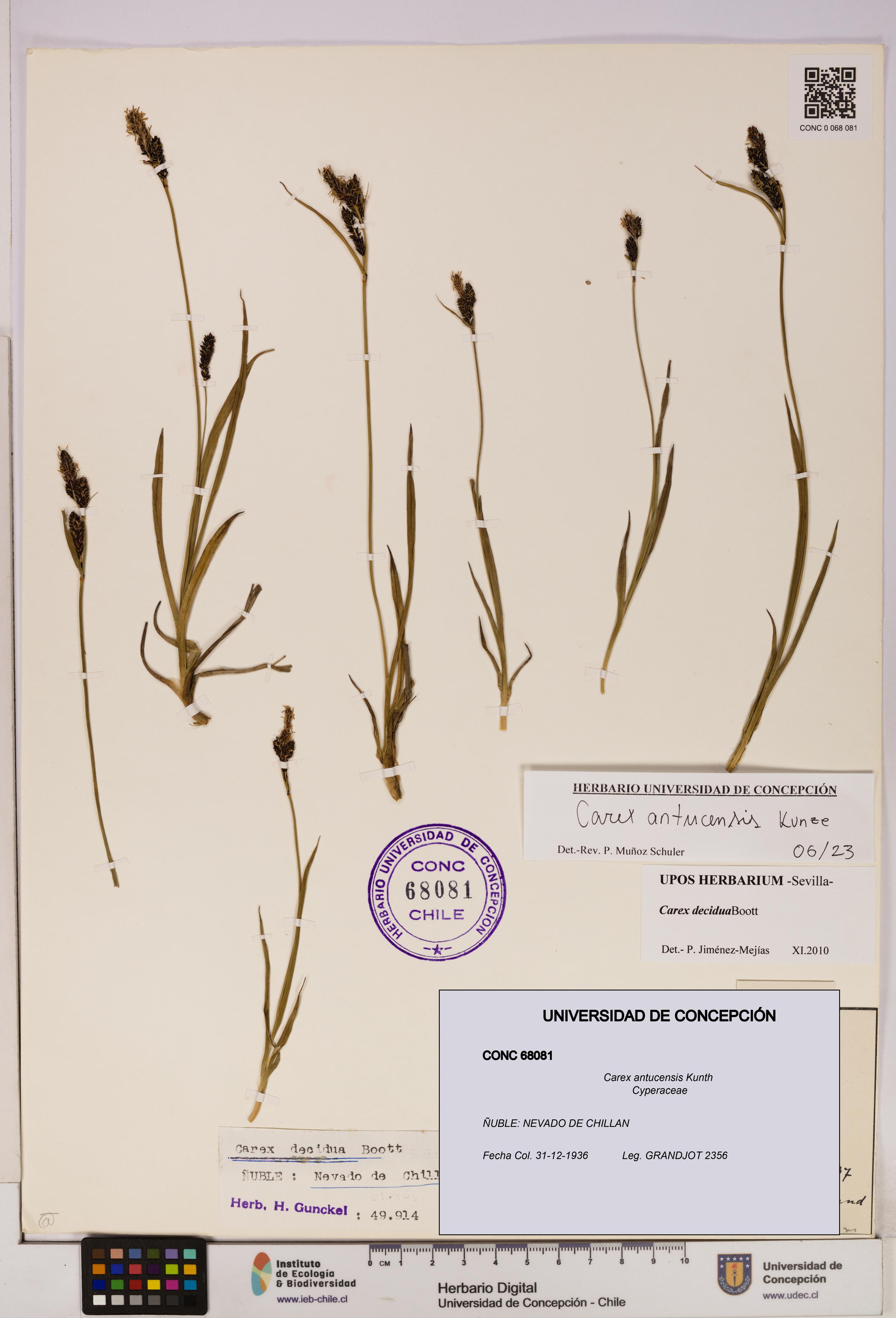 Carex antucensis [Espécimen: UDEC:CONC:0068081]