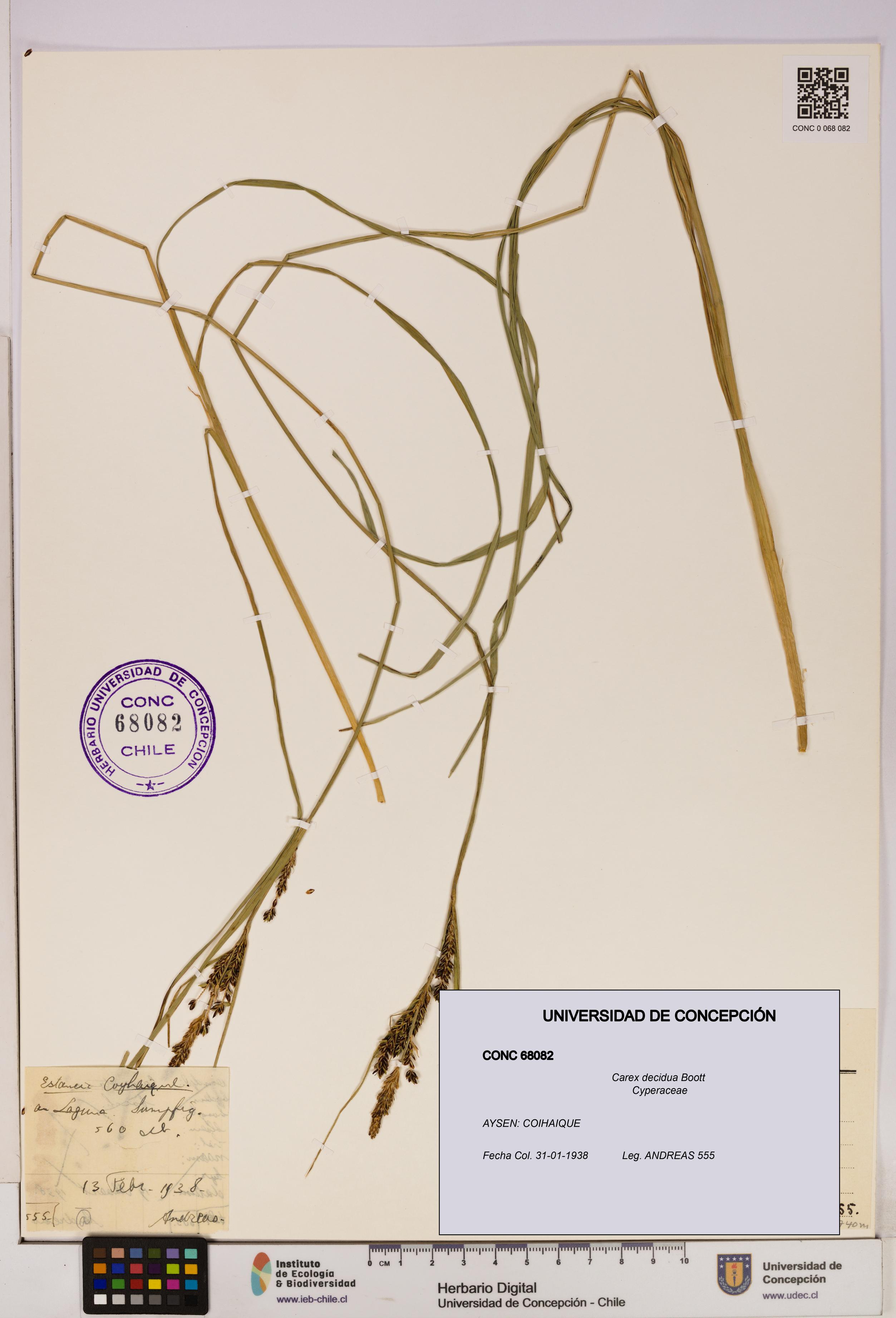 Carex decidua [Espécimen: UDEC:CONC:0068082]