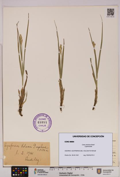 Carex decidua [Espécimen: UDEC:CONC:0068084]