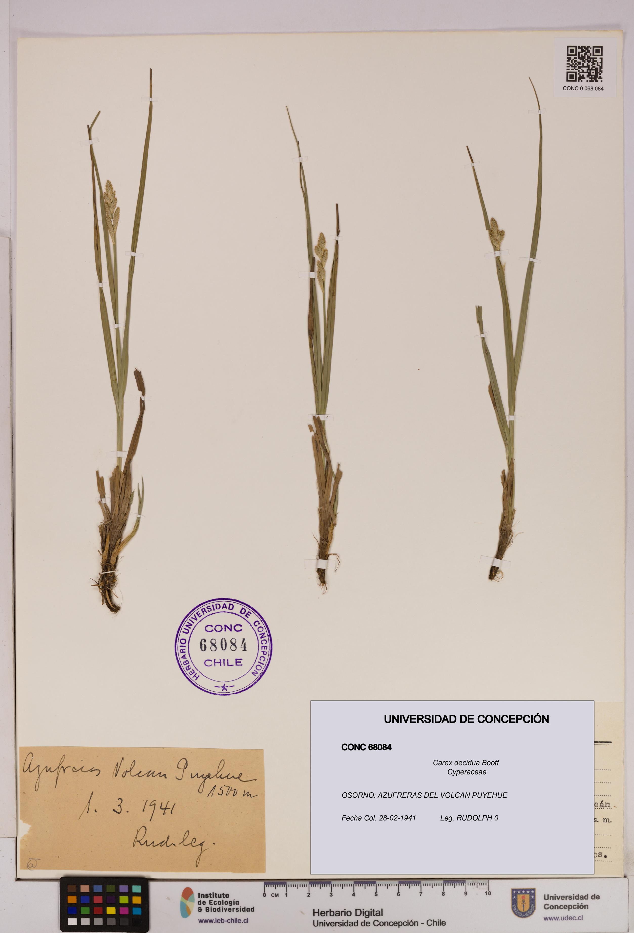 Carex decidua [Espécimen: UDEC:CONC:0068084]
