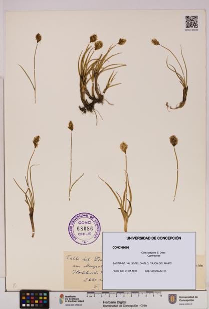 Carex gayana [Espécimen: UDEC:CONC:0068086]