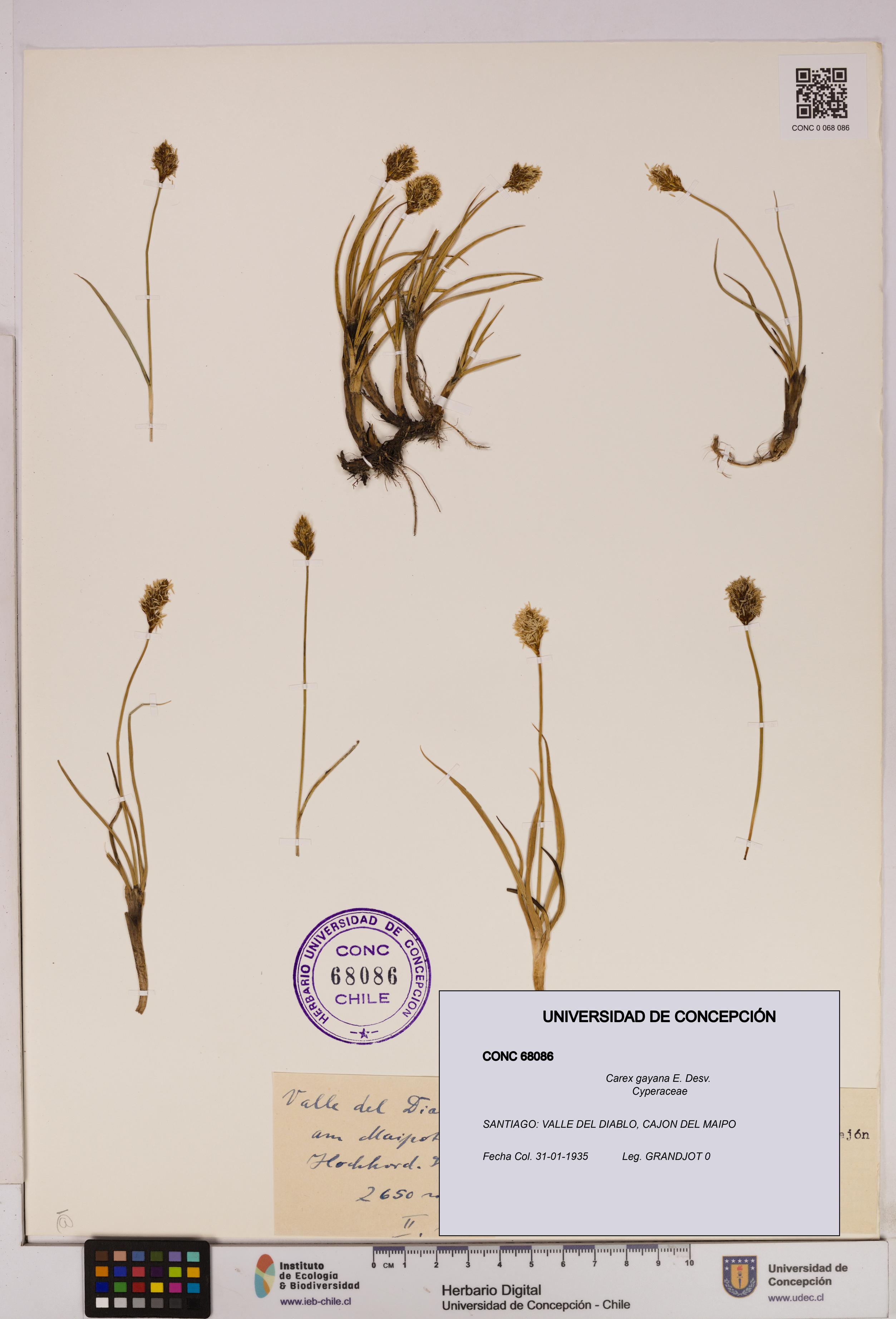 Carex gayana [Espécimen: UDEC:CONC:0068086]