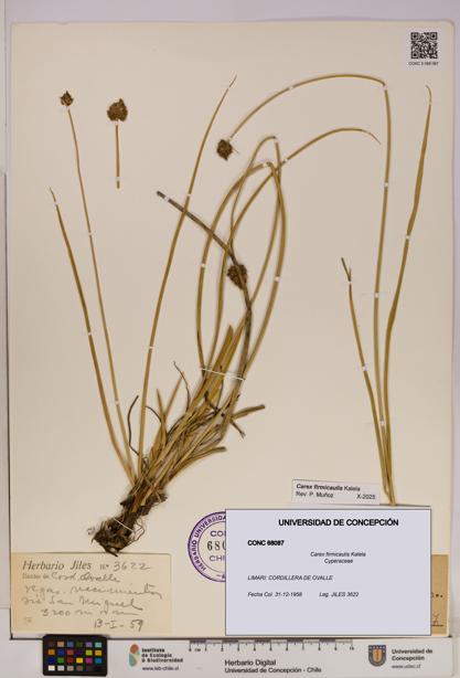 Carex firmicaulis [Espécimen: UDEC:CONC:0068087]