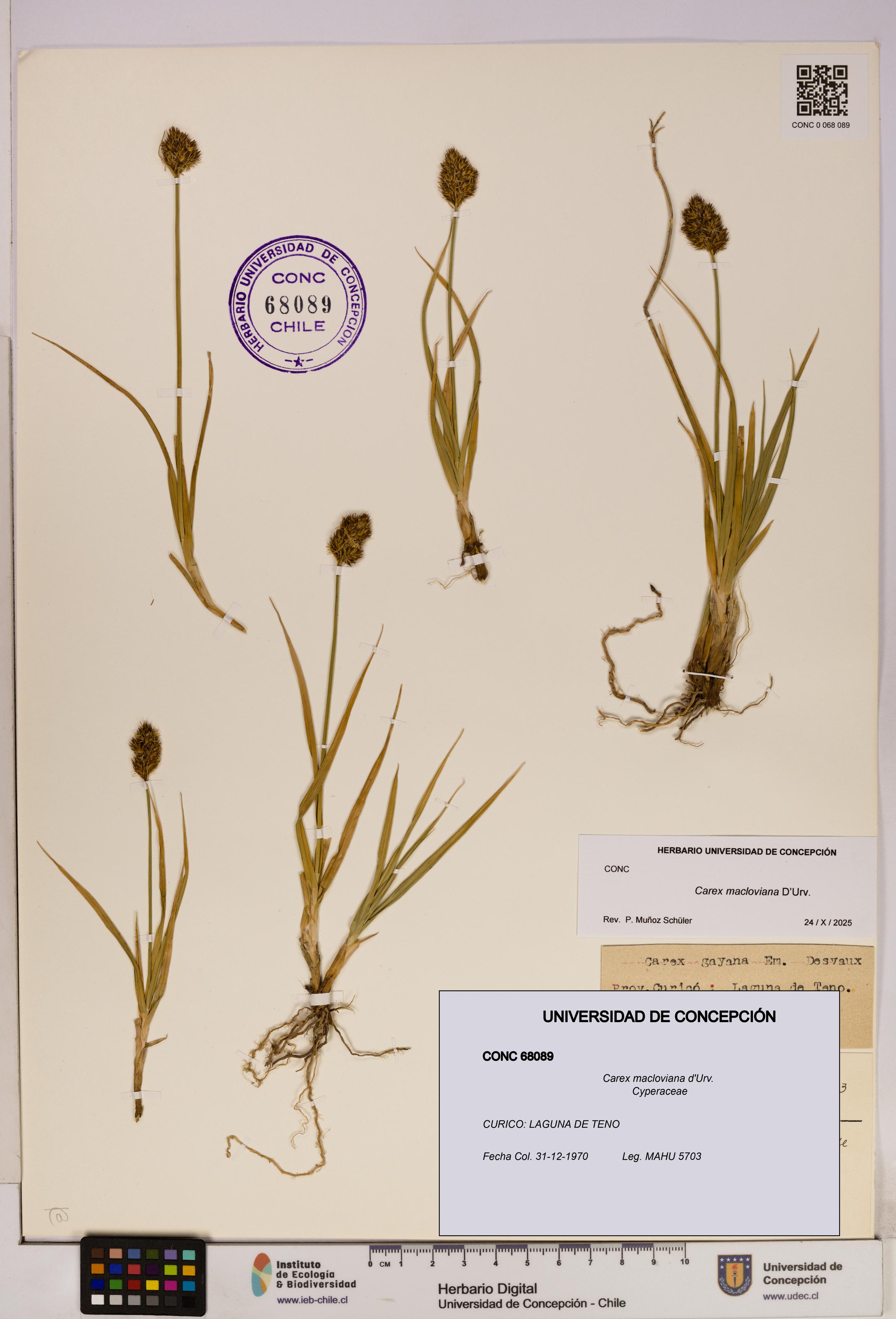 Carex macloviana [Espécimen: UDEC:CONC:0068089]