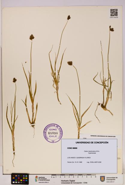 Carex macloviana [Espécimen: UDEC:CONC:0068090]