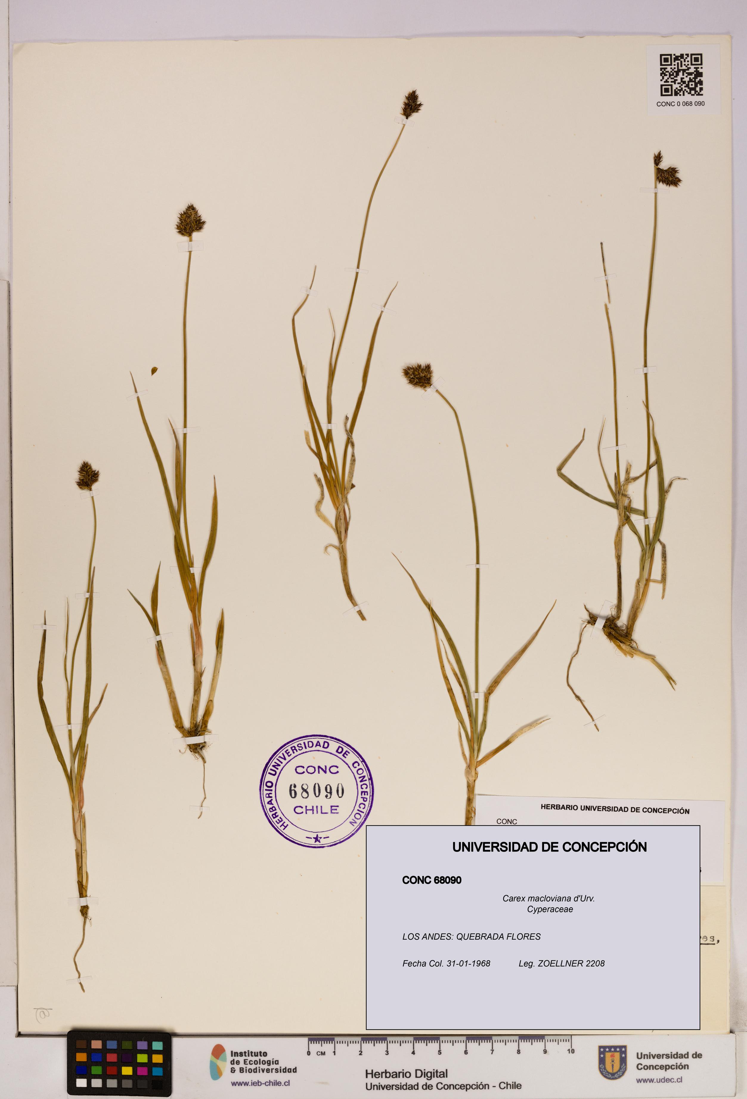 Carex macloviana [Espécimen: UDEC:CONC:0068090]