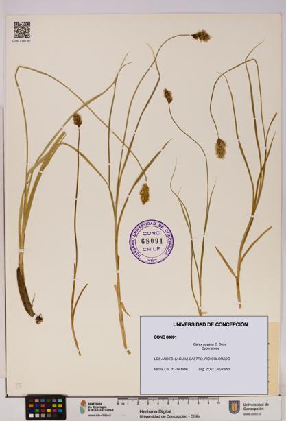 Carex gayana [Espécimen: UDEC:CONC:0068091]