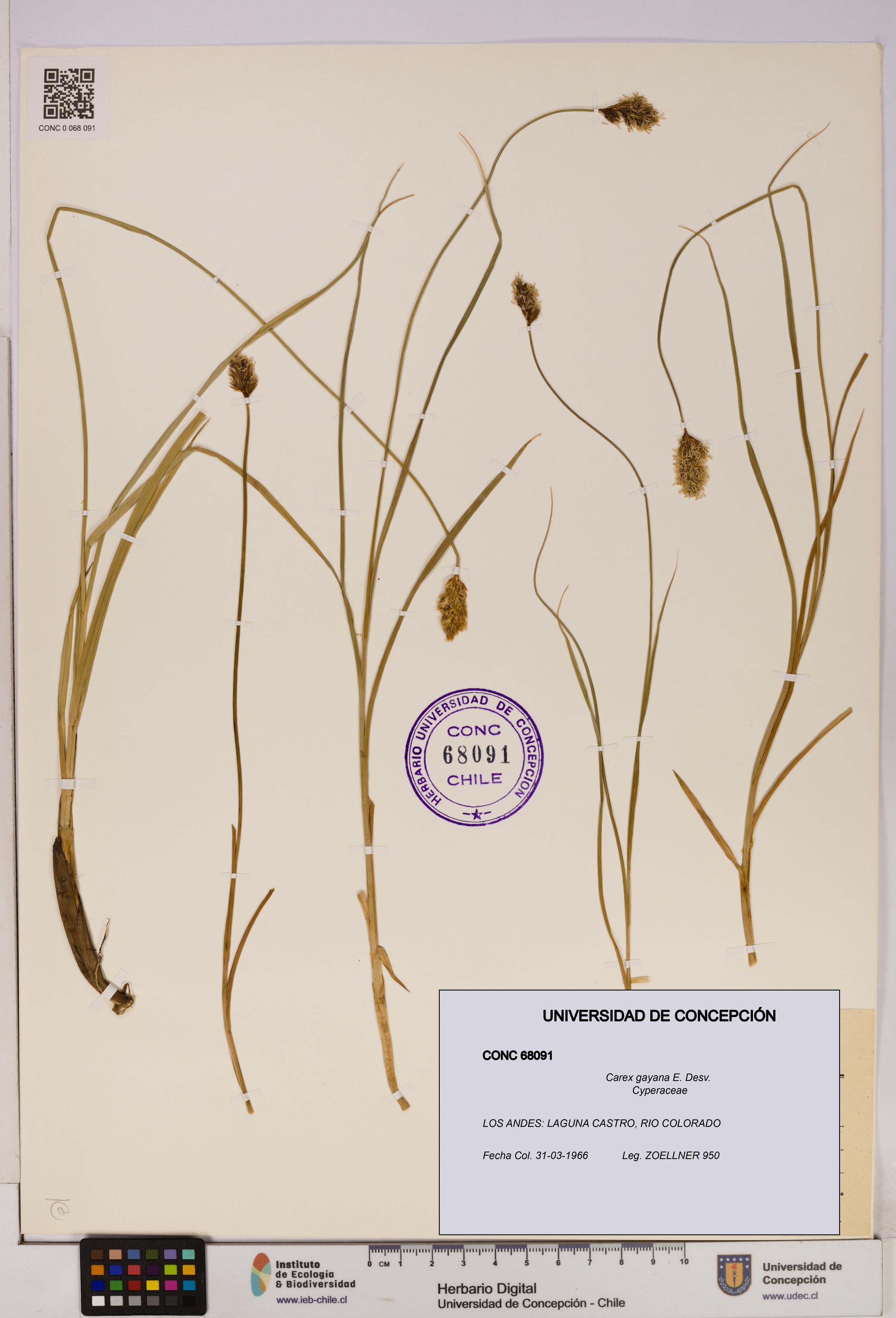 Carex gayana [Espécimen: UDEC:CONC:0068091]