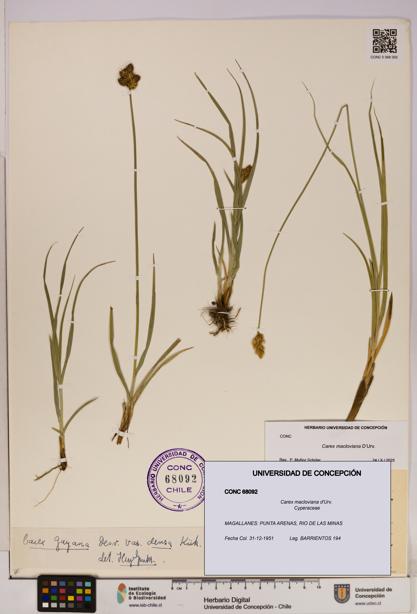 Carex macloviana [Espécimen: UDEC:CONC:0068092]