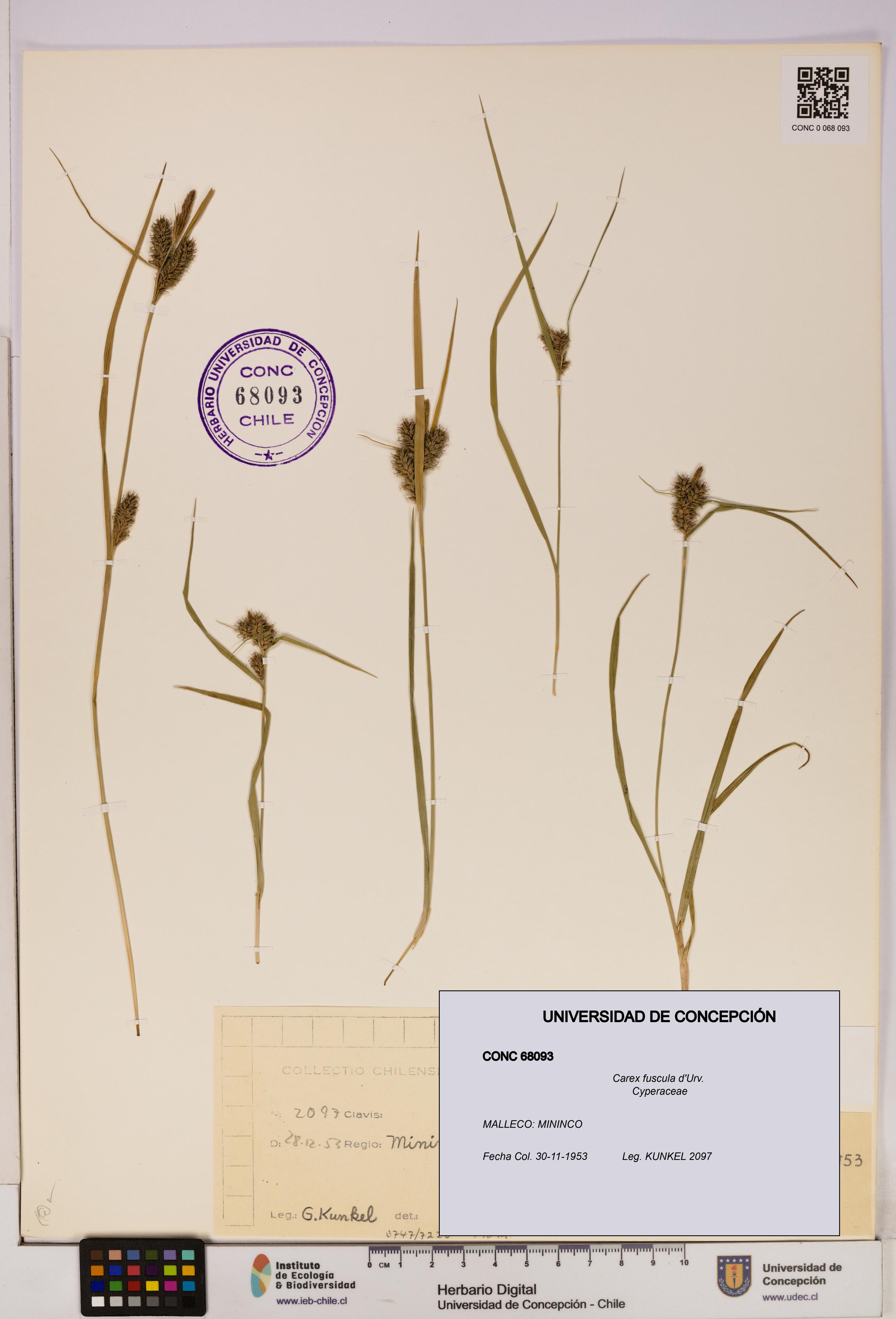 Carex fuscula [Espécimen: UDEC:CONC:0068093]